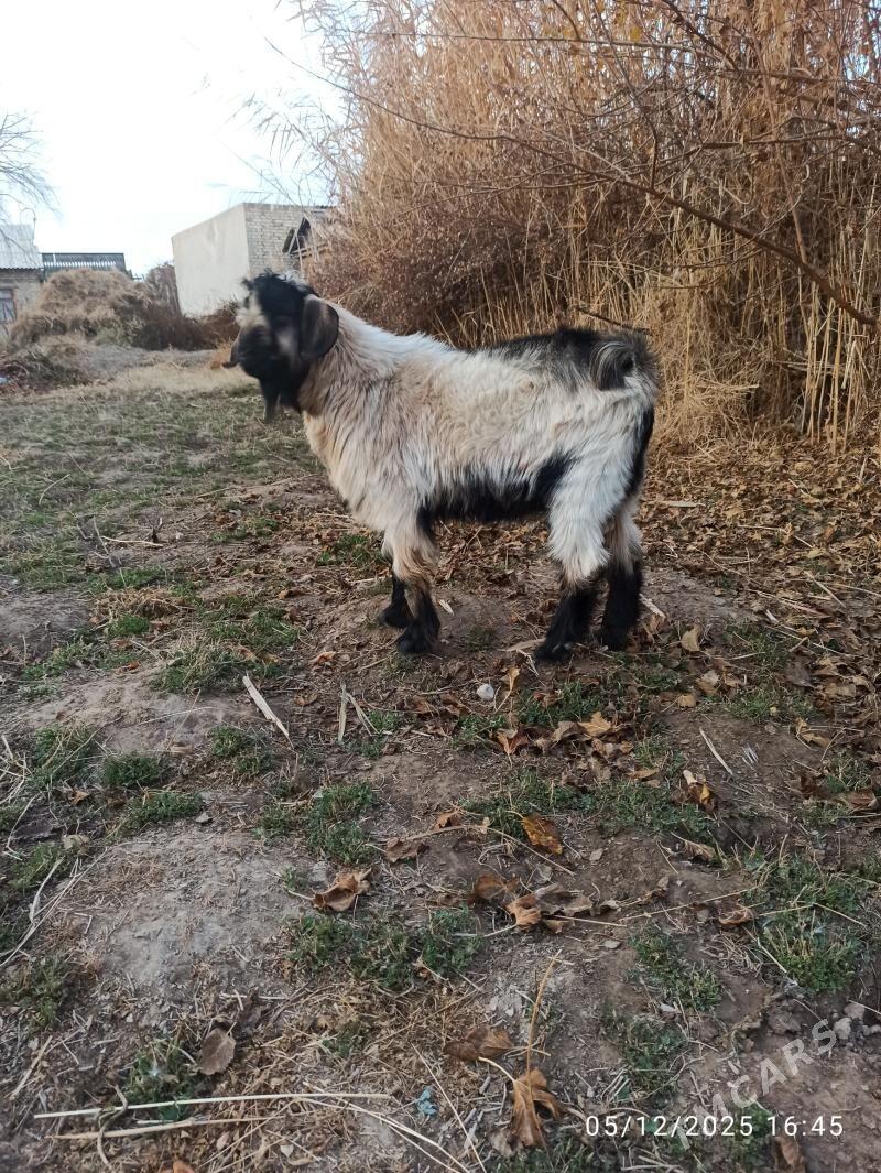 kockar  ve teke - Türkmenabat - img 3