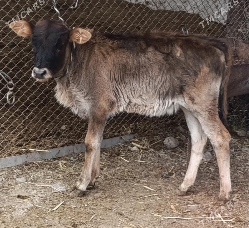 Göleli Sygyr - Гёкдепе - img 8