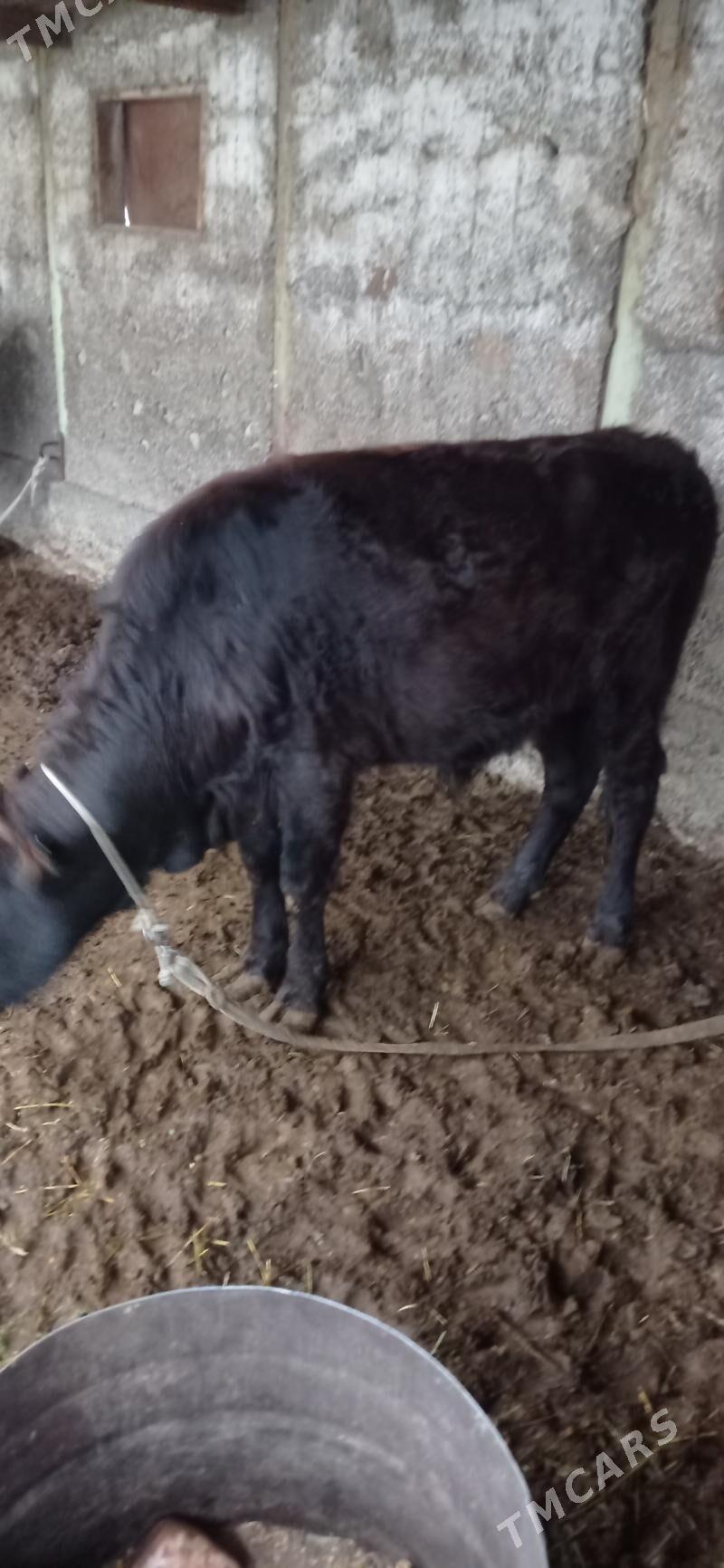 öküz 1 ŷaşan - Bagyr - img 2