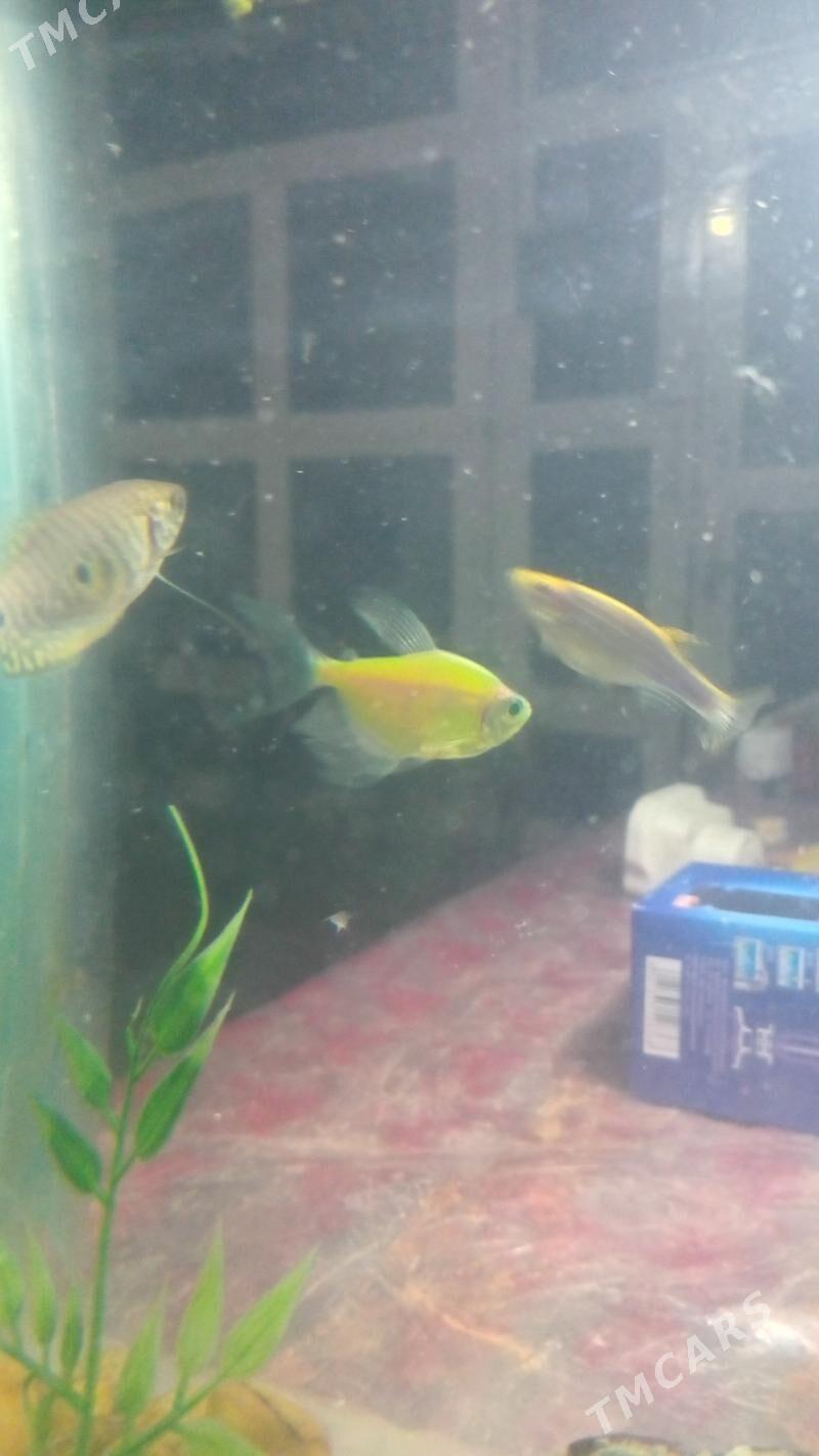 АКВАРИУМ КОМПЛЕКТ - Дашогуз - img 3