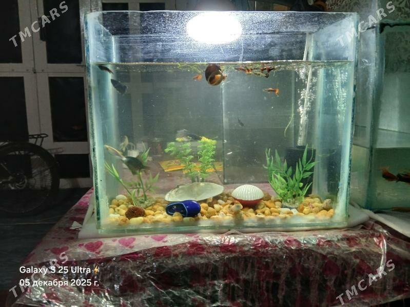 АКВАРИУМ КОМПЛЕКТ - Дашогуз - img 2