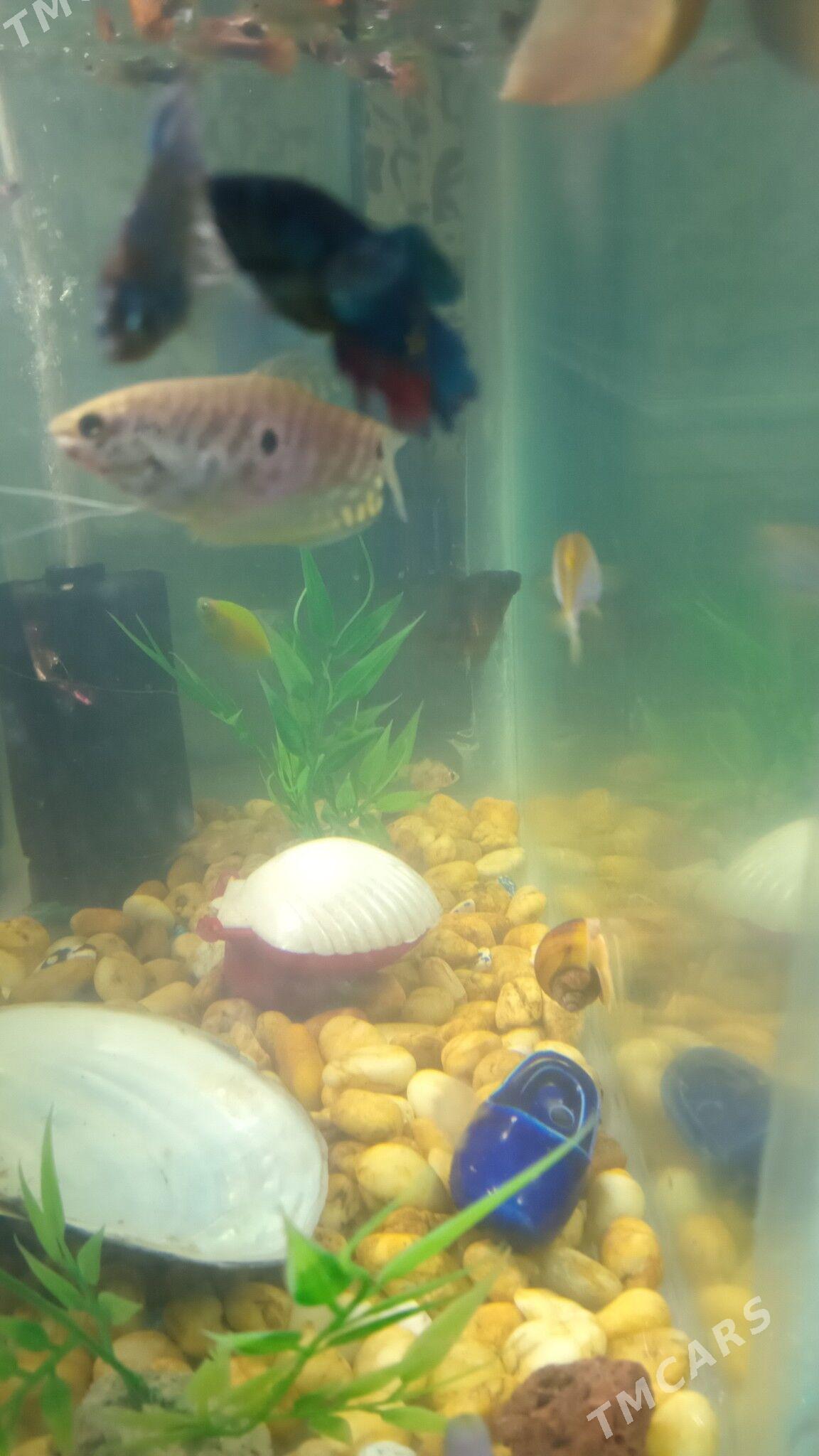 АКВАРИУМ КОМПЛЕКТ - Дашогуз - img 10