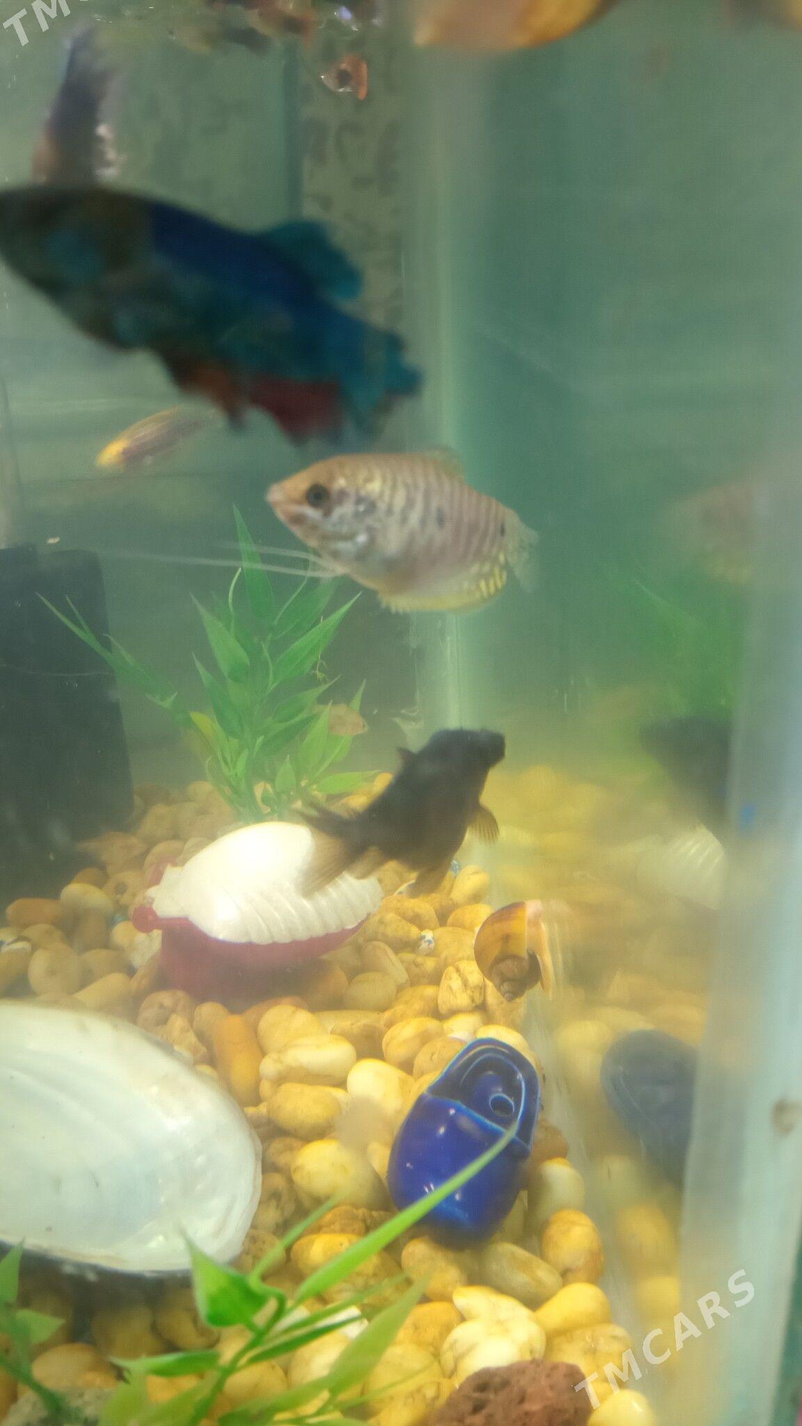 АКВАРИУМ КОМПЛЕКТ - Дашогуз - img 9