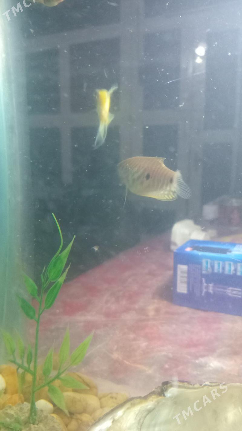 АКВАРИУМ КОМПЛЕКТ - Дашогуз - img 5