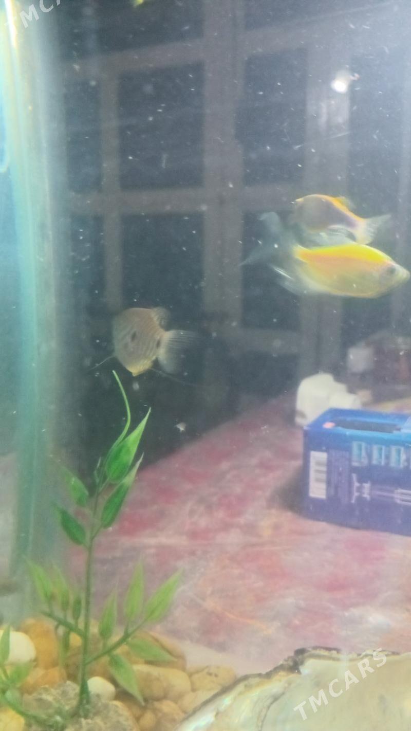 АКВАРИУМ КОМПЛЕКТ - Дашогуз - img 4