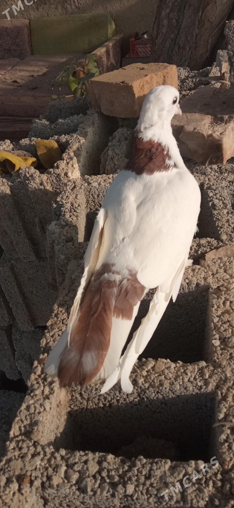 kepderi - Gökdepe - img 2