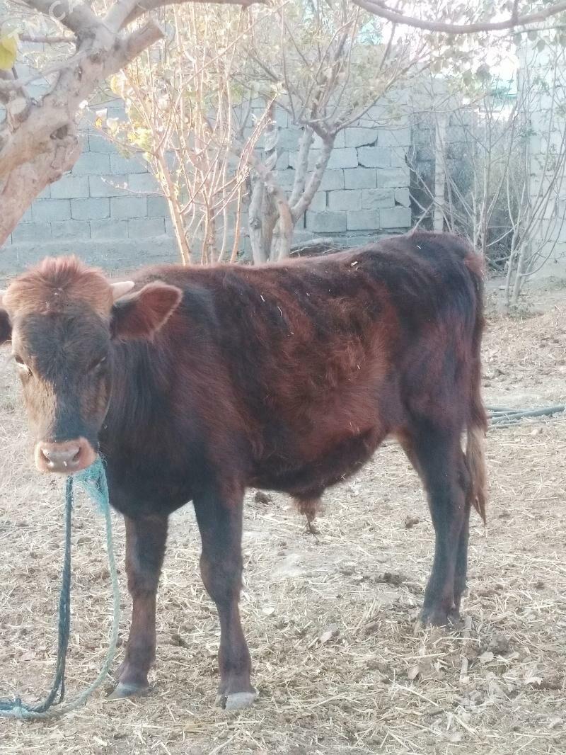 Okuz - Änew - img 2