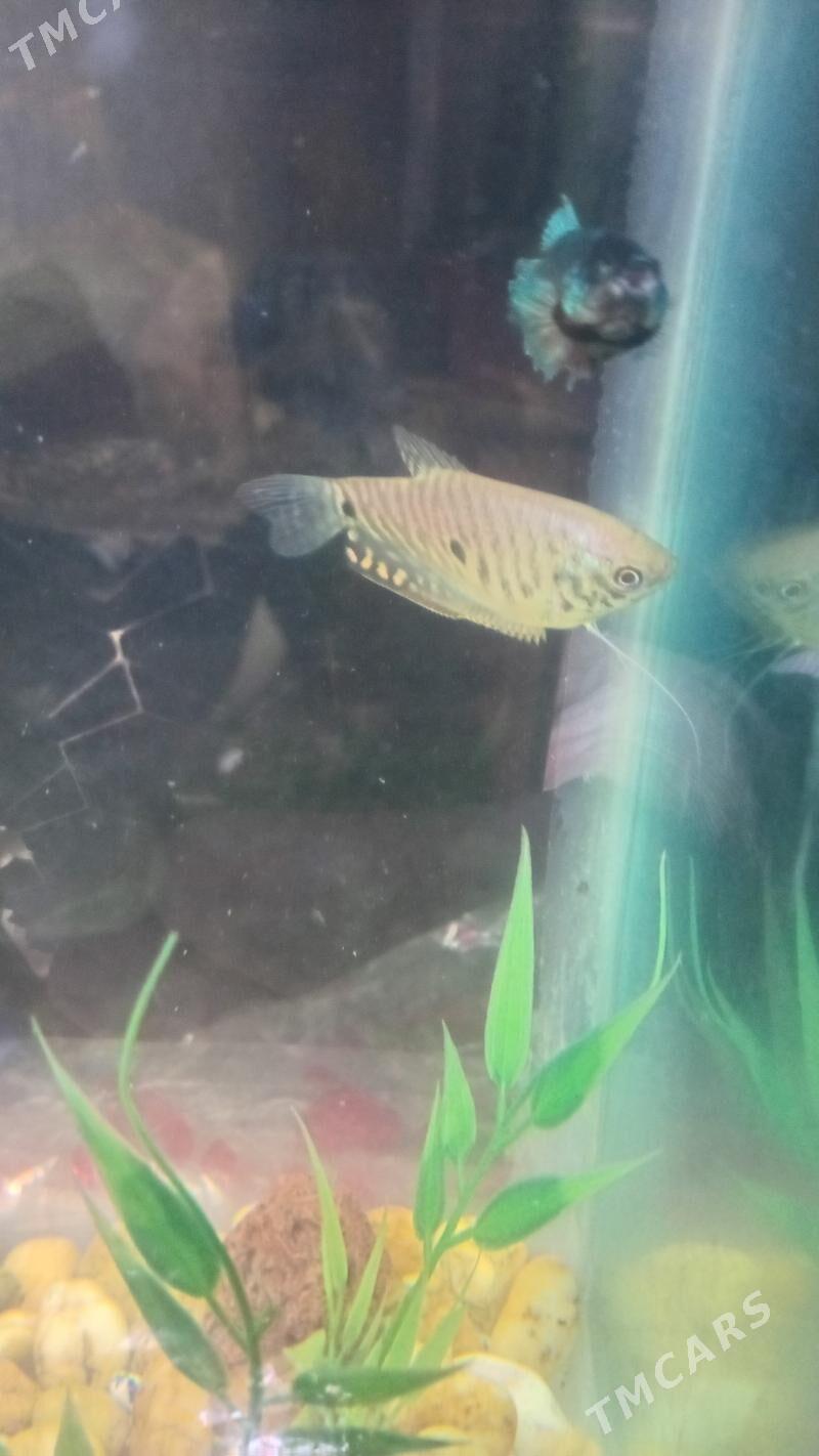 АКВАРИУМ КОМПЛЕКТ - Дашогуз - img 7