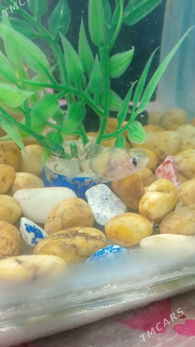 АКВАРИУМ КОМПЛЕКТ - Дашогуз - img 8