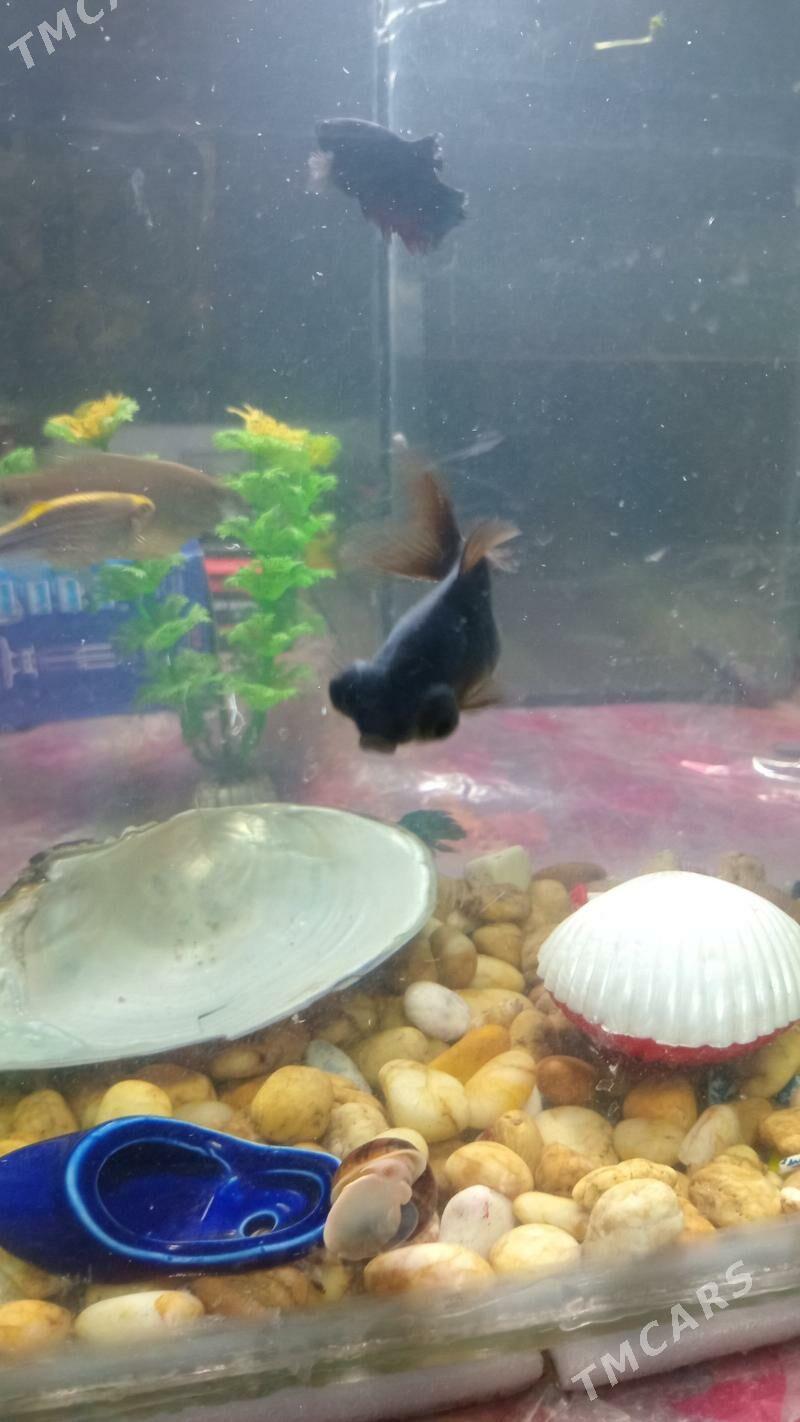 АКВАРИУМ КОМПЛЕКТ - Дашогуз - img 6