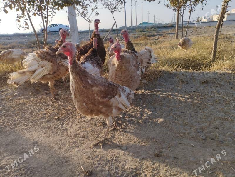 induk - Гызыларбат - img 2