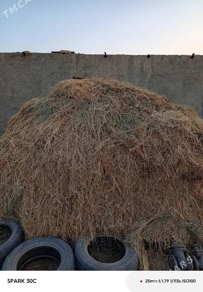 ýorunja - Baýramaly - img 2