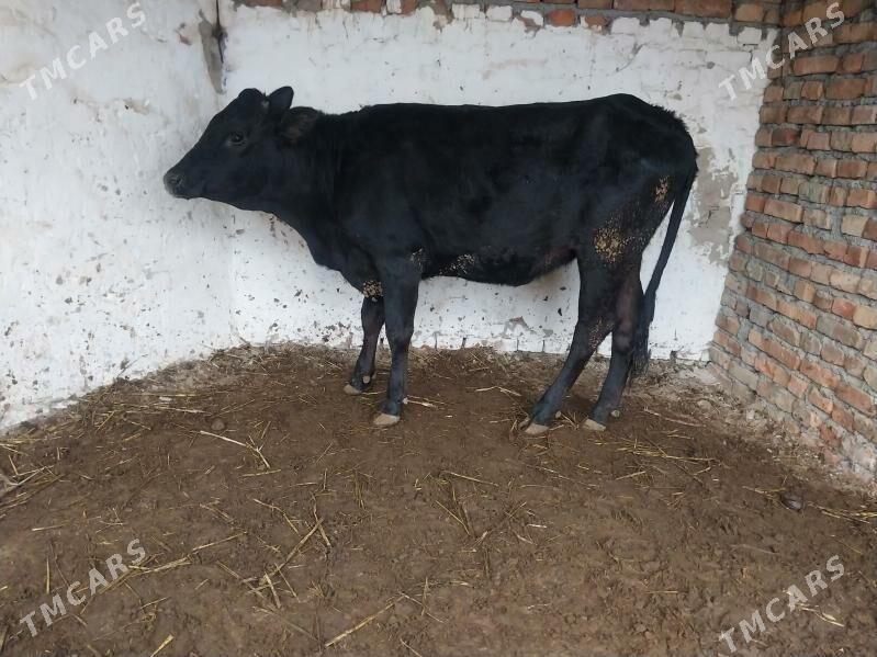 gibrit tuwe - Бахарден - img 5