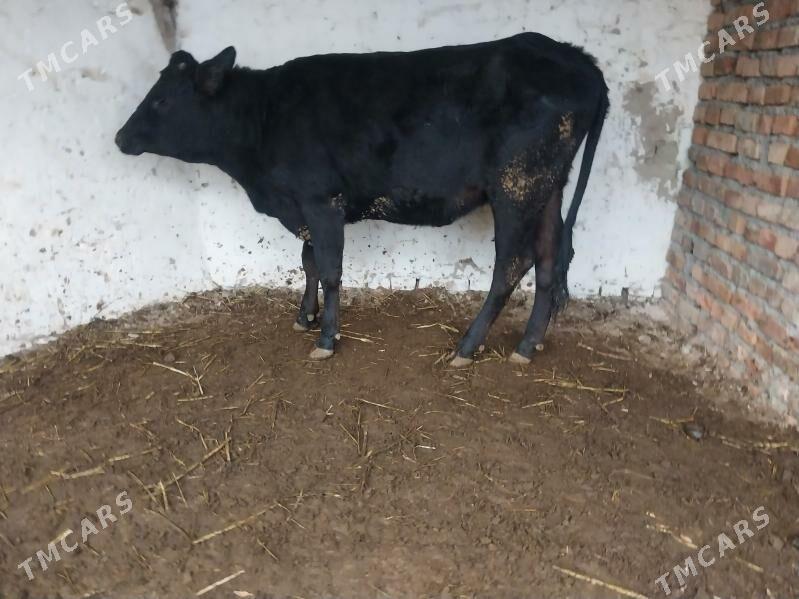 gibrit tuwe - Бахарден - img 4