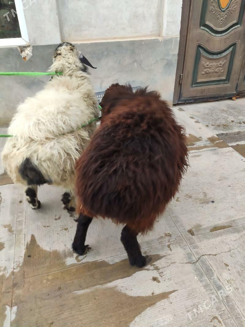 гоюн кочкар - Туркменабат - img 2