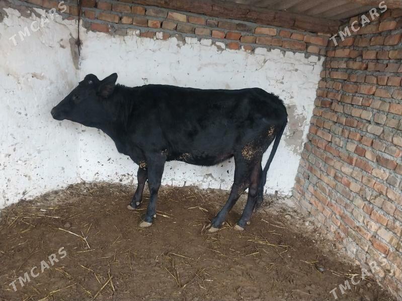 gibrit tuwe - Бахарден - img 6