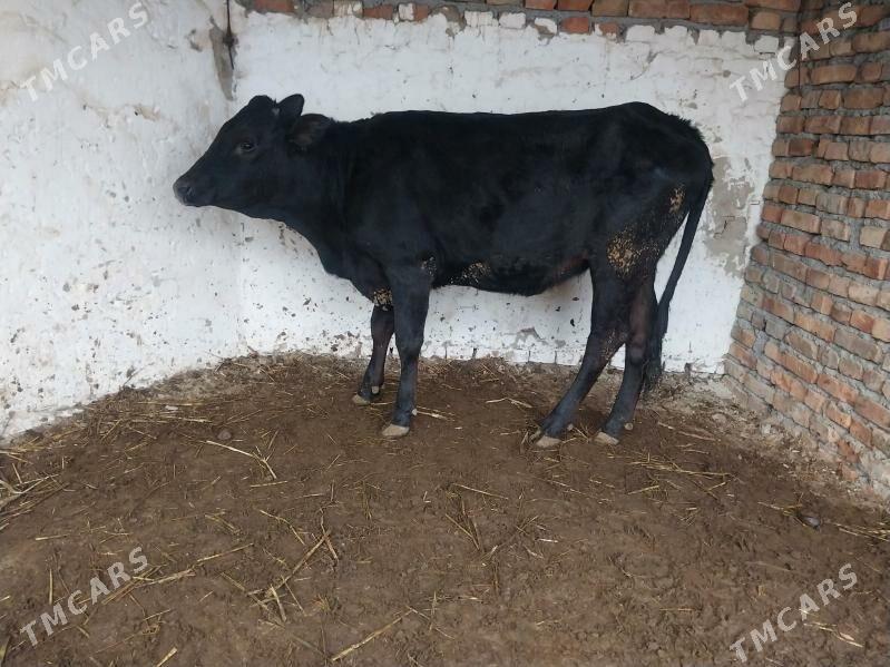 gibrit tuwe - Бахарден - img 3