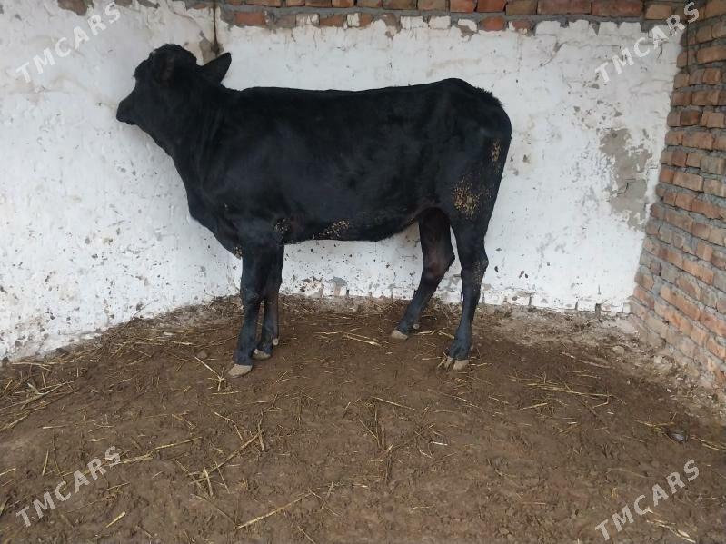 gibrit tuwe - Бахарден - img 2