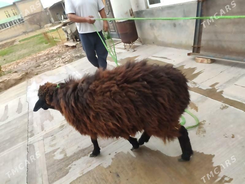 гоюн кочкар - Туркменабат - img 3