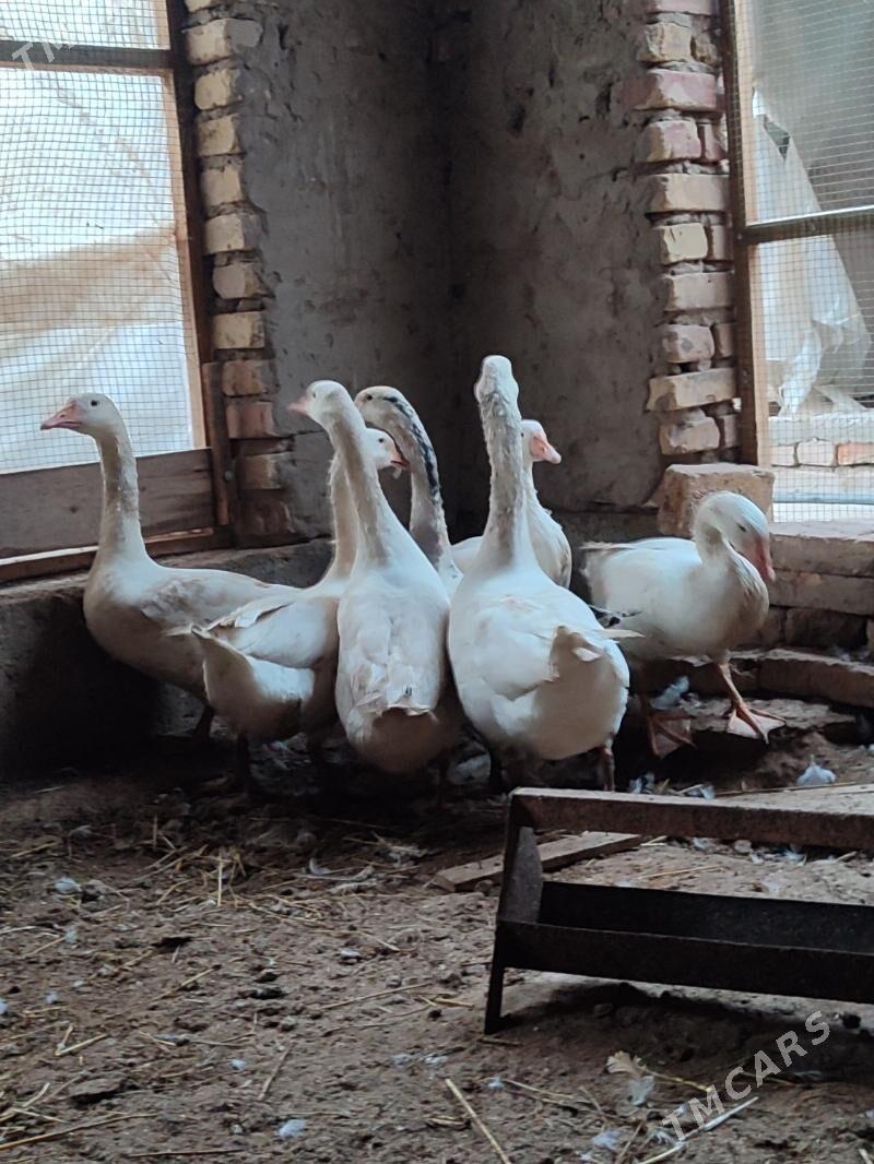 Gaz - Türkmenabat - img 1