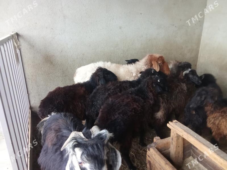 tokly - Bäherden - img 2