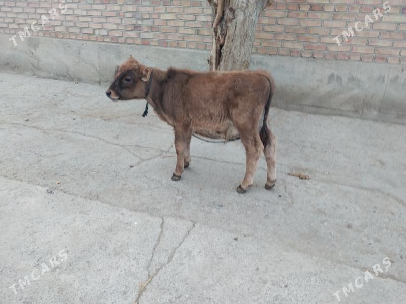 şwes okuzçe - Бахарден - img 4