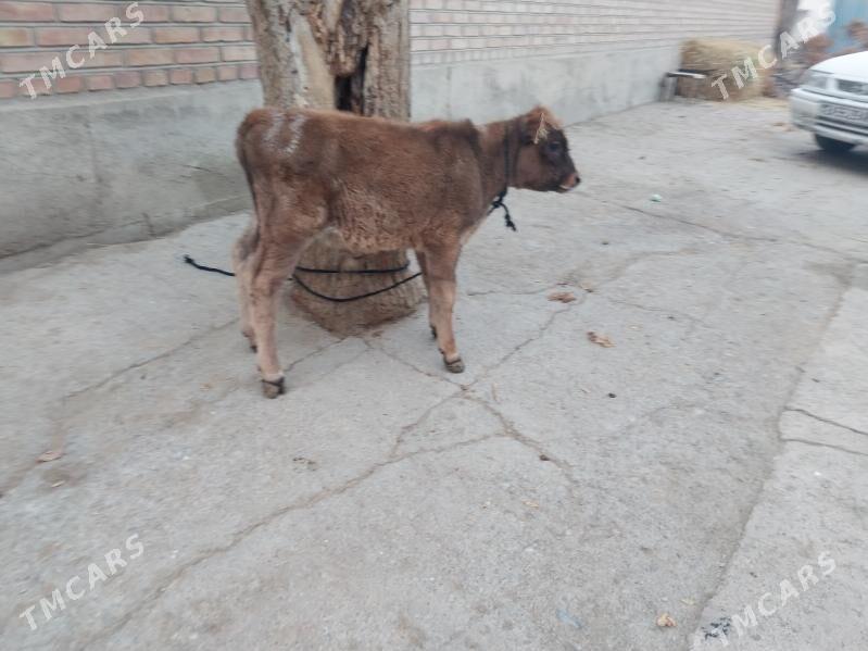 şwes okuzçe - Бахарден - img 5