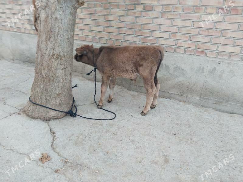 şwes okuzçe - Бахарден - img 3