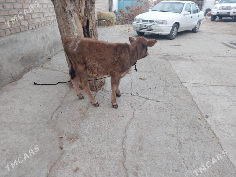 şwes okuzçe - Бахарден - img 2