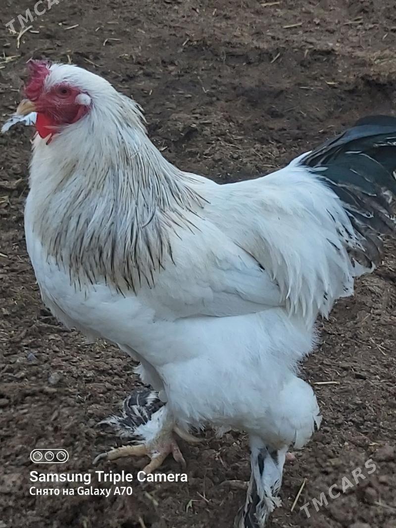 Horaz - Gökdepe - img 2