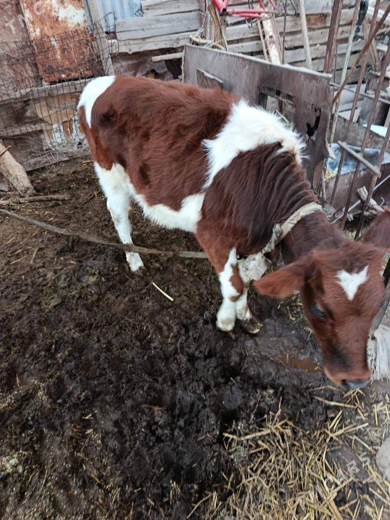 Tuwe - Babadaýhan - img 6