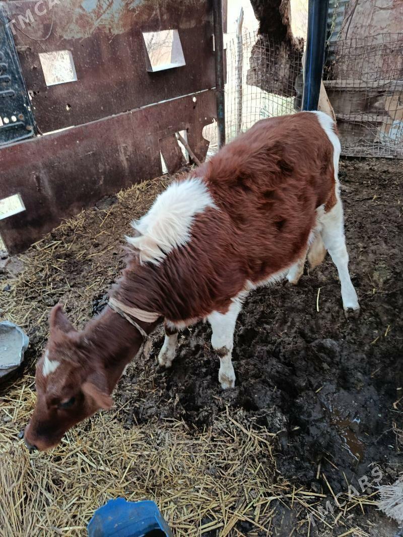 Tuwe - Babadaýhan - img 5