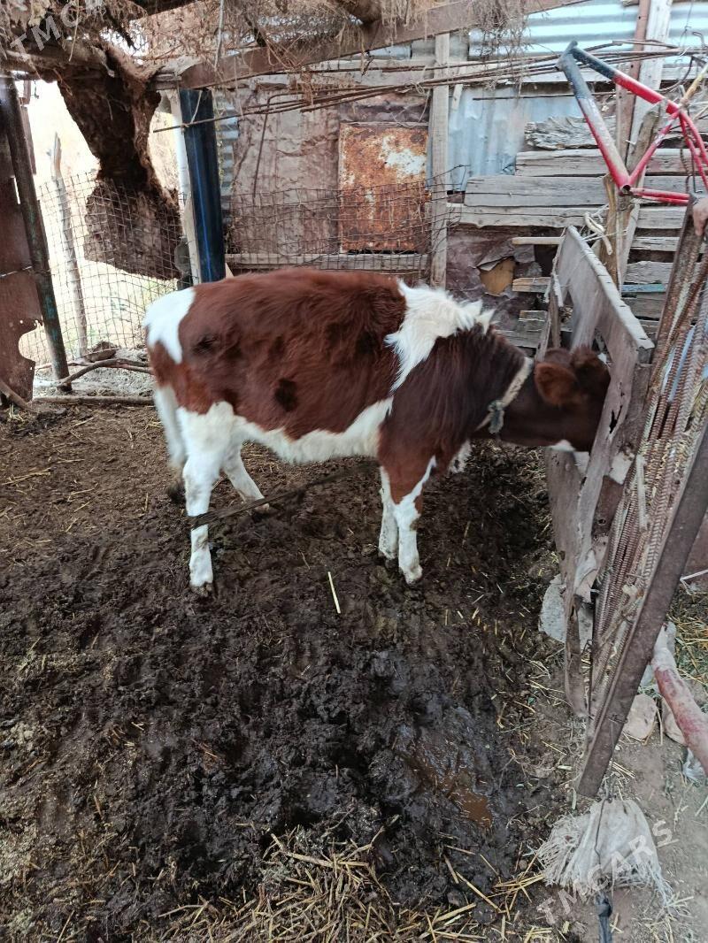 Tuwe - Babadaýhan - img 3