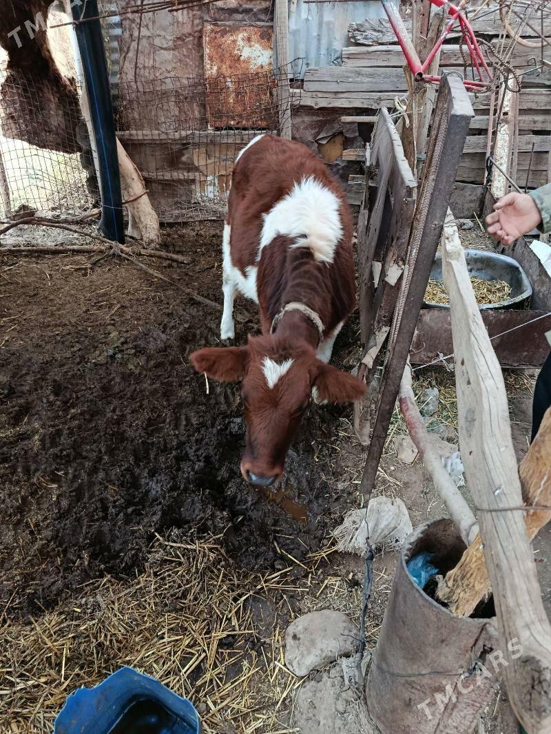 Tuwe - Babadaýhan - img 4