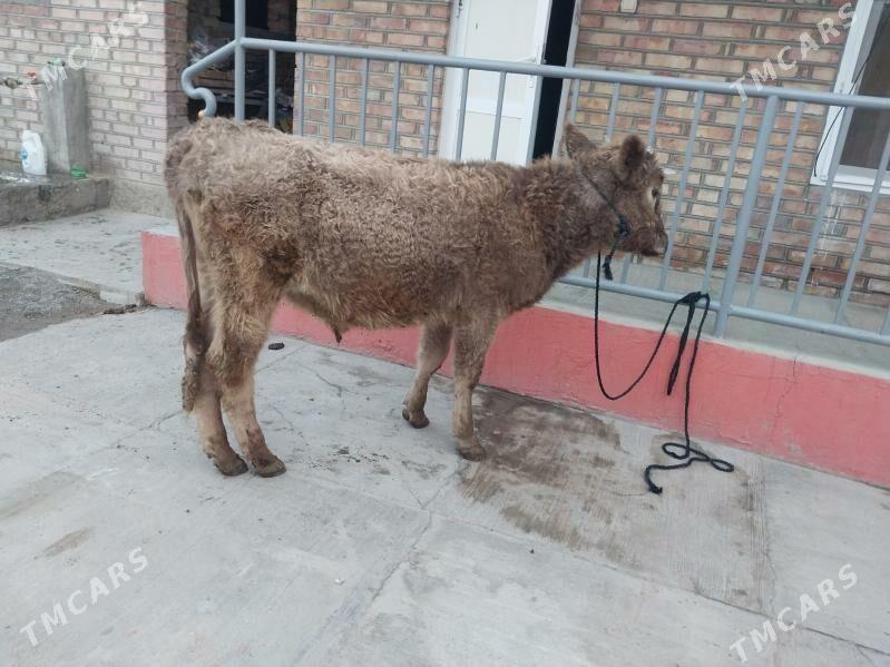 gibrit okuz - Bäherden - img 2