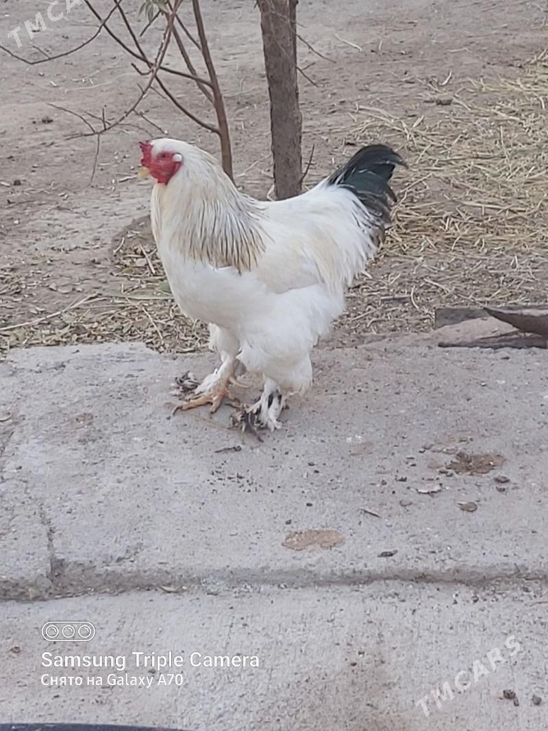 Horaz - Gökdepe - img 3