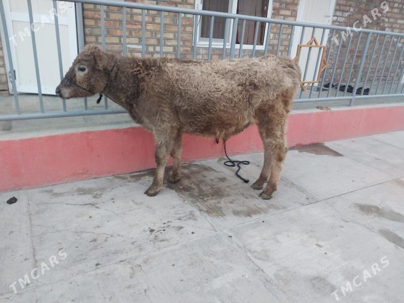 gibrit okuz - Bäherden - img 4