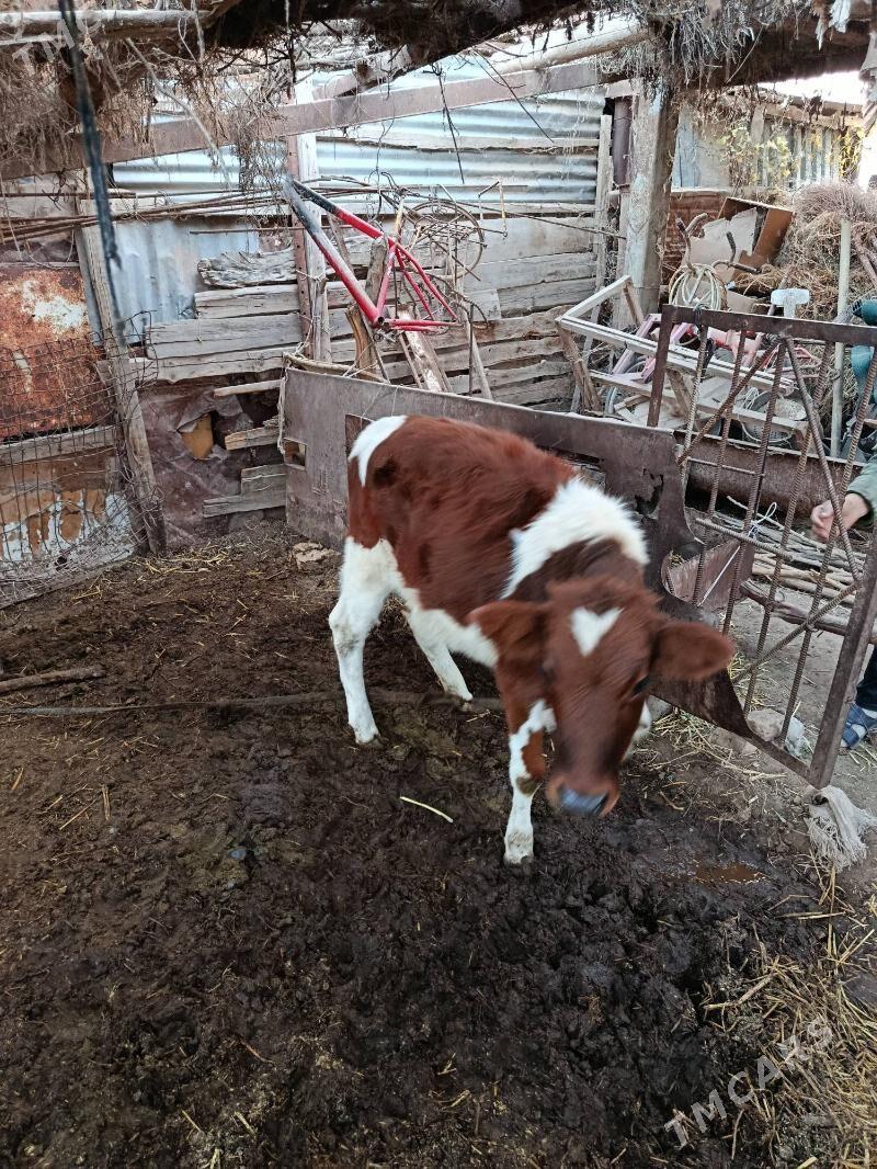 Tuwe - Babadaýhan - img 2