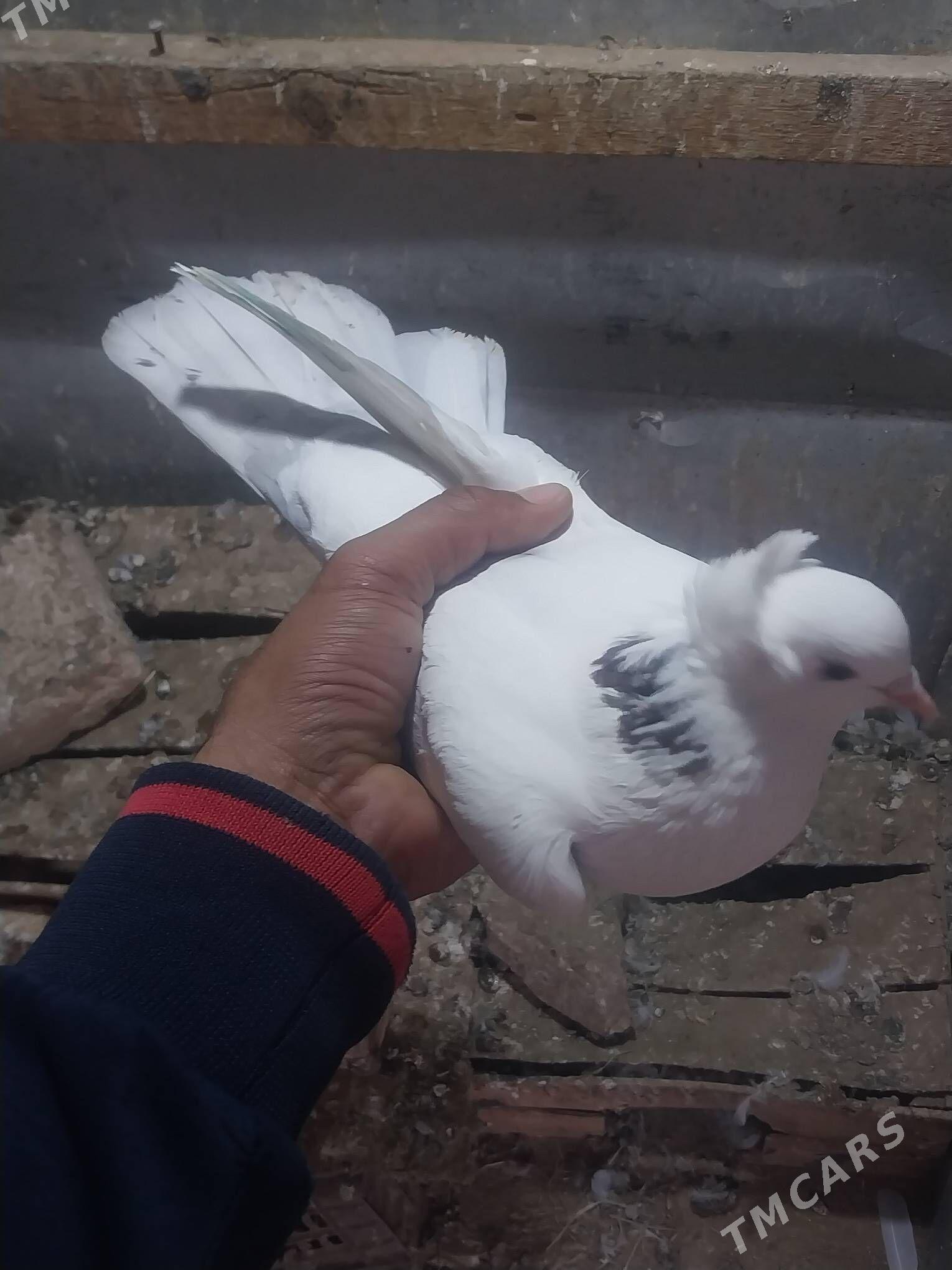 KEPDERI. - Murgap - img 3