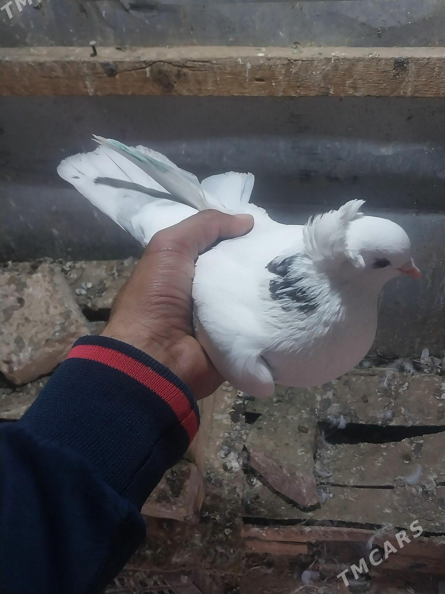 KEPDERI. - Murgap - img 4