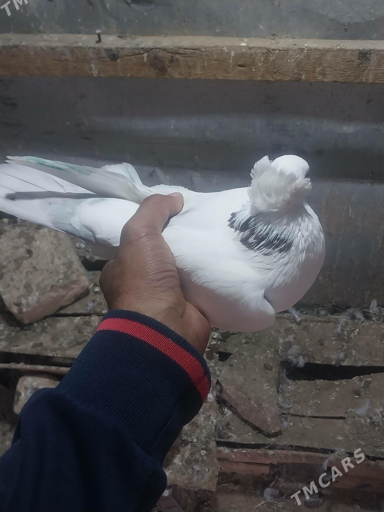 KEPDERI. - Murgap - img 2