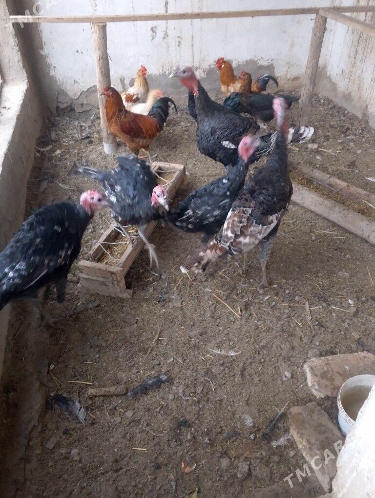 induk horaz towuk - Дянев - img 4