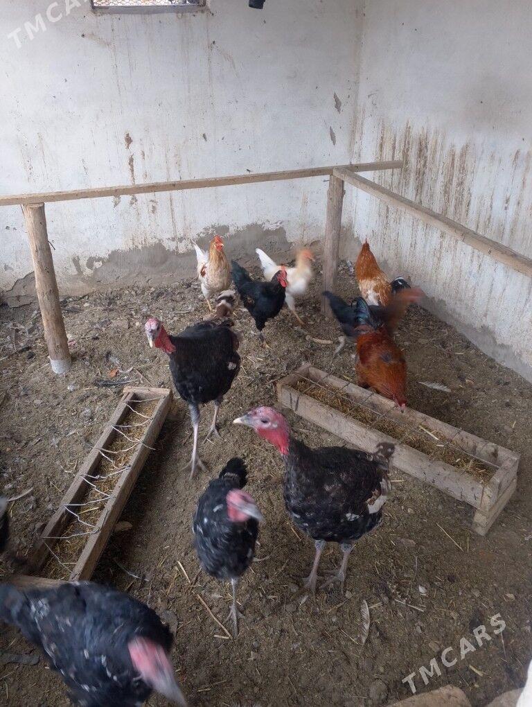 induk horaz towuk - Дянев - img 5