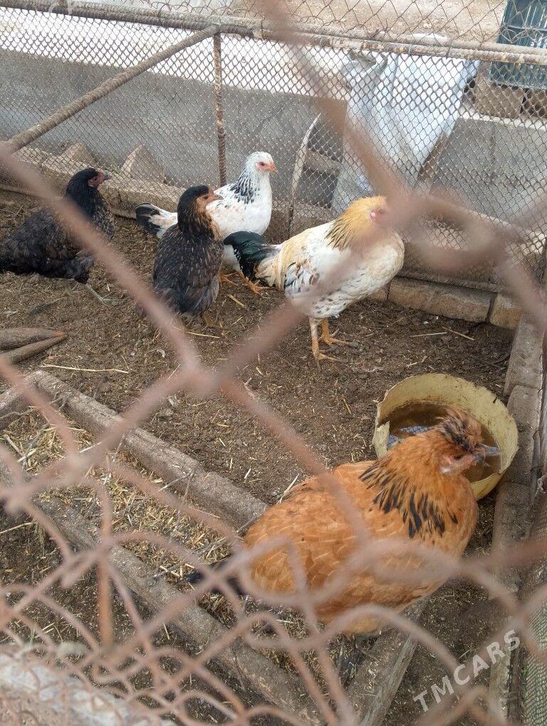 induk horaz towuk - Дянев - img 2