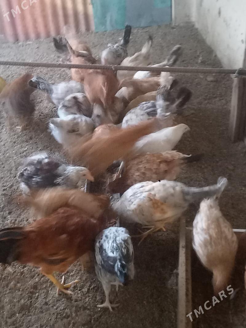 Towuk Juje - Tejen - img 3