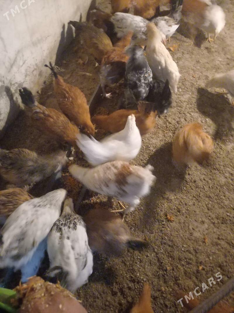 Towuk Juje - Tejen - img 2