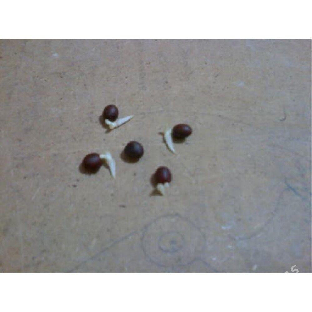 Washingtonia Palma Tohumu - Aşgabat - img 2