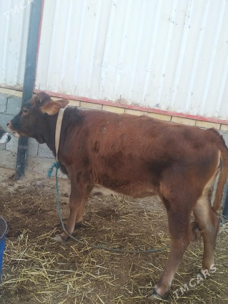 Tüwe - Анев - img 2