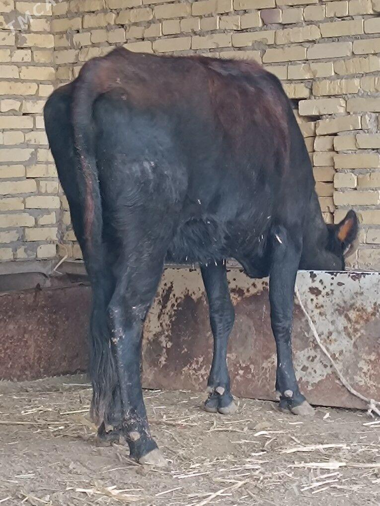 saglyk göleli sygyr - Çärjew - img 9