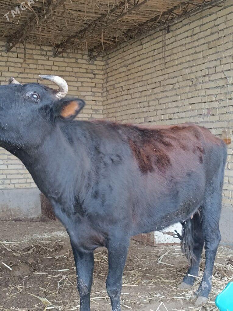 saglyk göleli sygyr - Çärjew - img 2